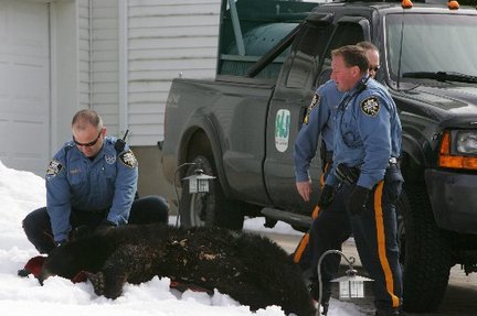 The New Jersey Game and Fish Bear Response unit tranquilized a black bear in Wayne that was terrorizing the neighborhood. Wayne authorities tracked the bear to the back porch of a home on Fox Hill last week. New Jersey is expected to announce a bear-management plan.