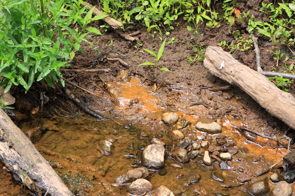 Leachate seeps through stream bank into Delaware tributary just north of landfill.
