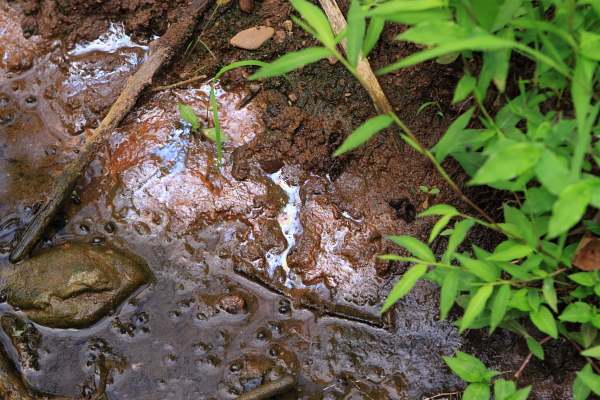 Oily rusty leachate seeps into stream just north of landfill approximately 200 feet east of Delaware River. 