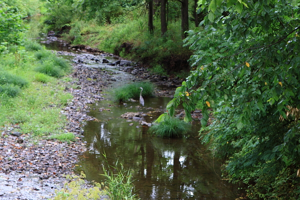 heron doesn't have a lot of water to wade in. Alexauken Creek, West Amwell (July 11, 2010). Stream flow is even lower today.
