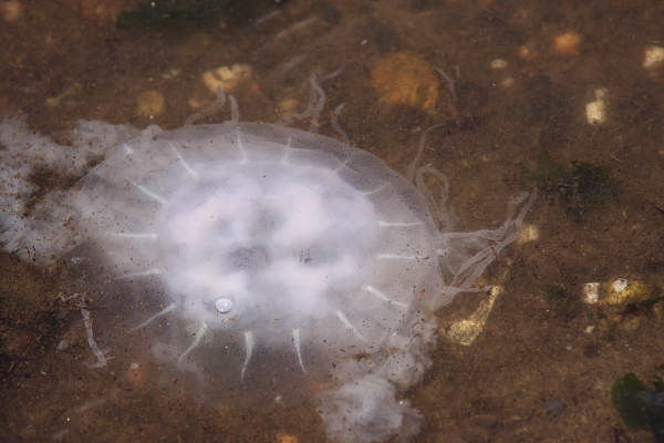 Jellysish - current symbol of decline of ecological health of the Barnegat Bay. But what's next?