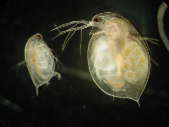 water fleas, from Wired Science. Photo: West Group, Oxford University