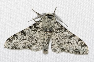 whie peppered moth