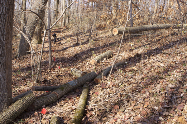 trail laid out - downed trees cut