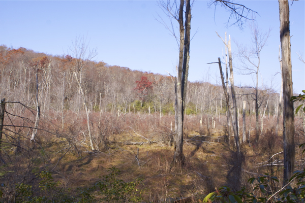 Rattlesnake Swamp