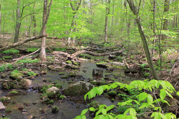 Alexauken Creek - Category 1 stream 