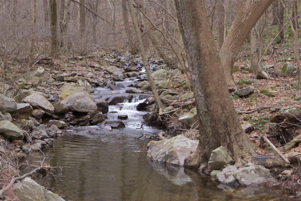 tributary to the Muskie