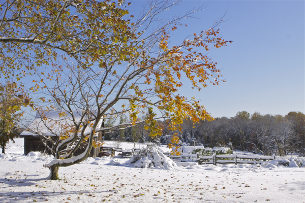 The Day After The October Snow (10/30/11)