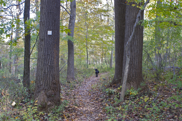 an off leash dog enjoys Baldpate Mountain trail