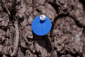 are blue marked numbered trees to remain or be cut?