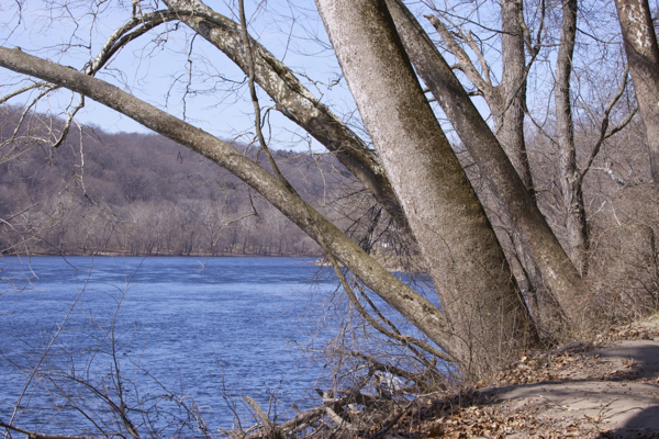 riverfront sycamores slated to be cut down