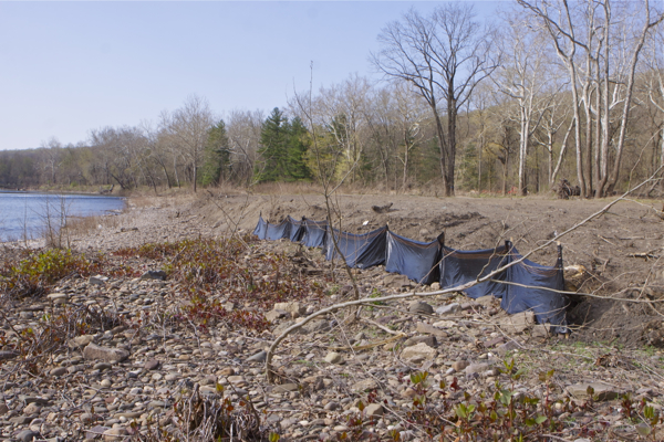 Bulls Island - erosion controls along 100 feet of 450 foot fill (3/28/12)