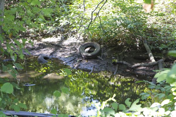 dozens of tires illegally dumped in D&R Canal remain for years.