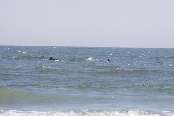 dolphins cruise the NJ shore off LBI