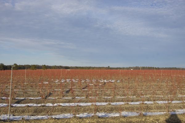 forest and wetlands converted to cranberry bog