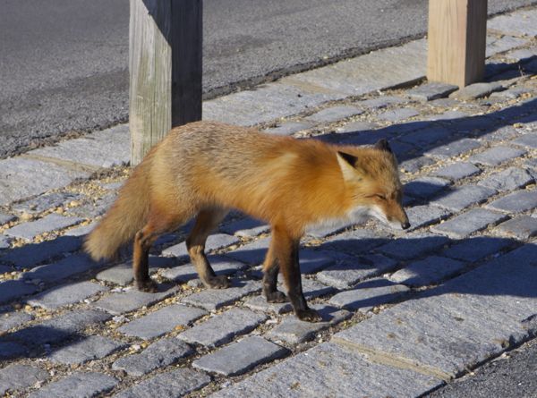 red fox at Island Beach SP
