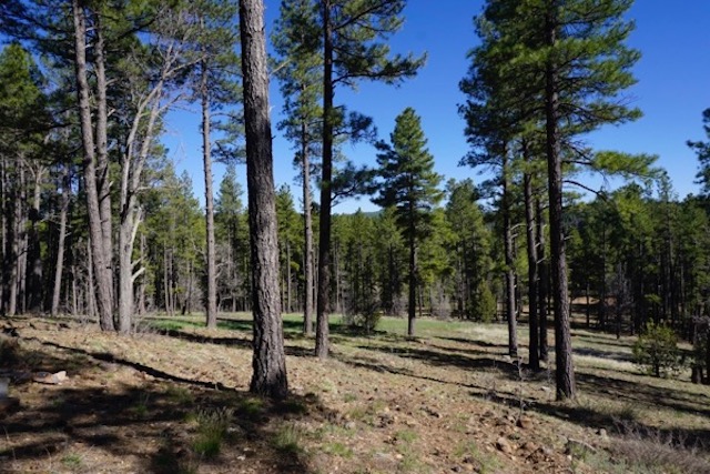 Coconino National Forest - "thinned forest"