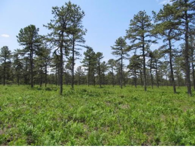 A "thinned" Pinelands Forest. This is what DEP is trying to create