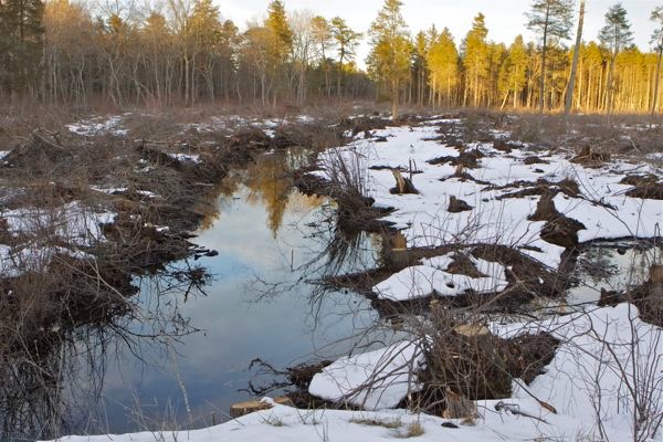 Conservationists defended this Pinelands clearcut as "forest restoration" and "stewardship"