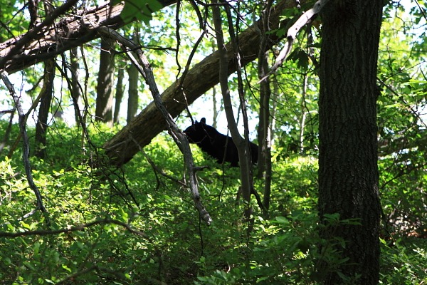 Black bear along High Point Trail