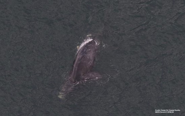 Dead right whale found floating off New Jersey on June 25 shows sign of a vessel collision.  Photo:     Center for Coastal Studies